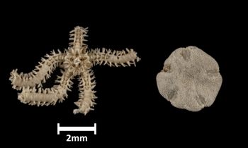 Media type: image;   Invertebrate Zoology OPH-1451 Description: Bottom of brittle star with a view of the disc, disc separate from arms;  Aspect: dorsal